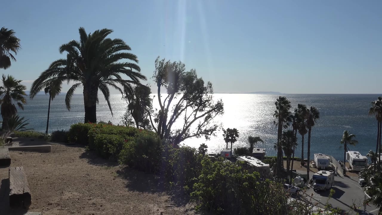 A large palm dominates the Malibu overlook as backlit trees and shrubs frame the ocean, lower parked vehicles, and empty visible foreground with no visible people.