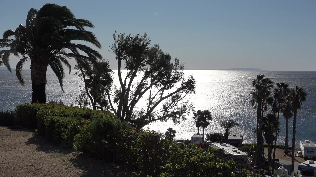 Malibu coastal view with a large palm at left, leafy shrubs in front, bright reflected sunlight on the water, and no visible people.