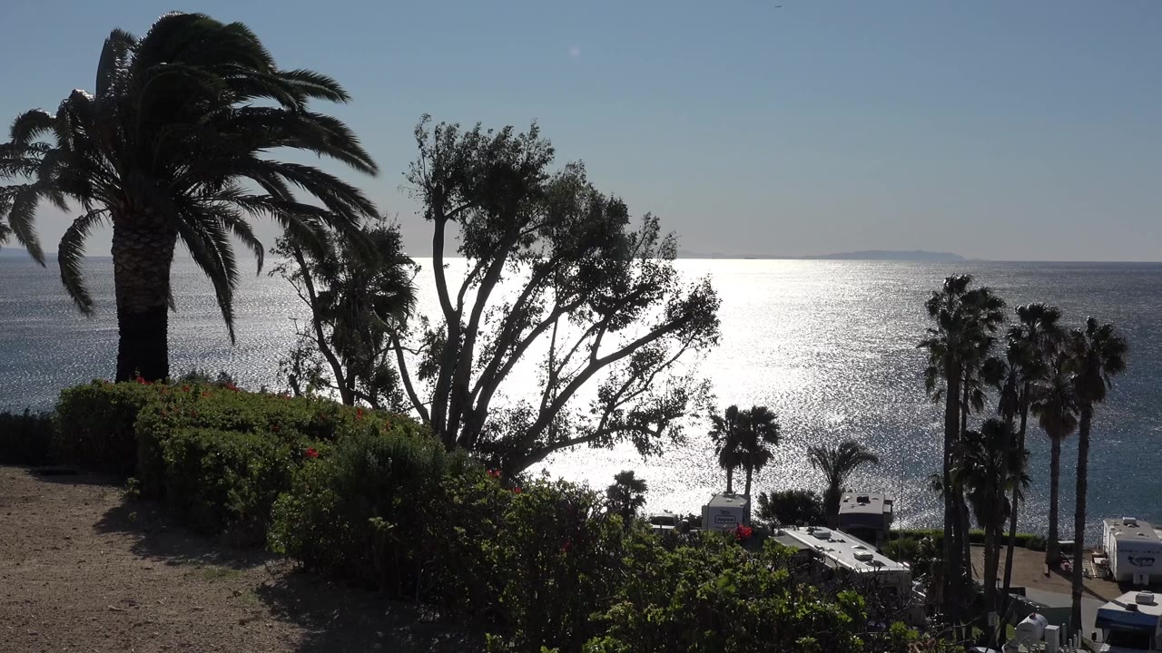 Malibu water view with the large palm and central tree holding a similar frame while the water reflection spreads across the background, with no visible people.