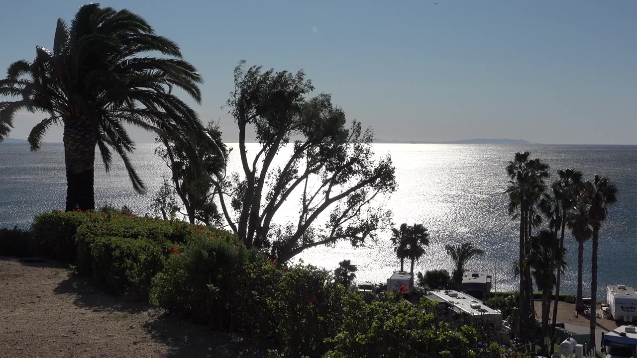 Malibu overlook frame with dark palm fronds, a leaning leafy tree, silver water, and a faint distant shoreline, with no visible people.
