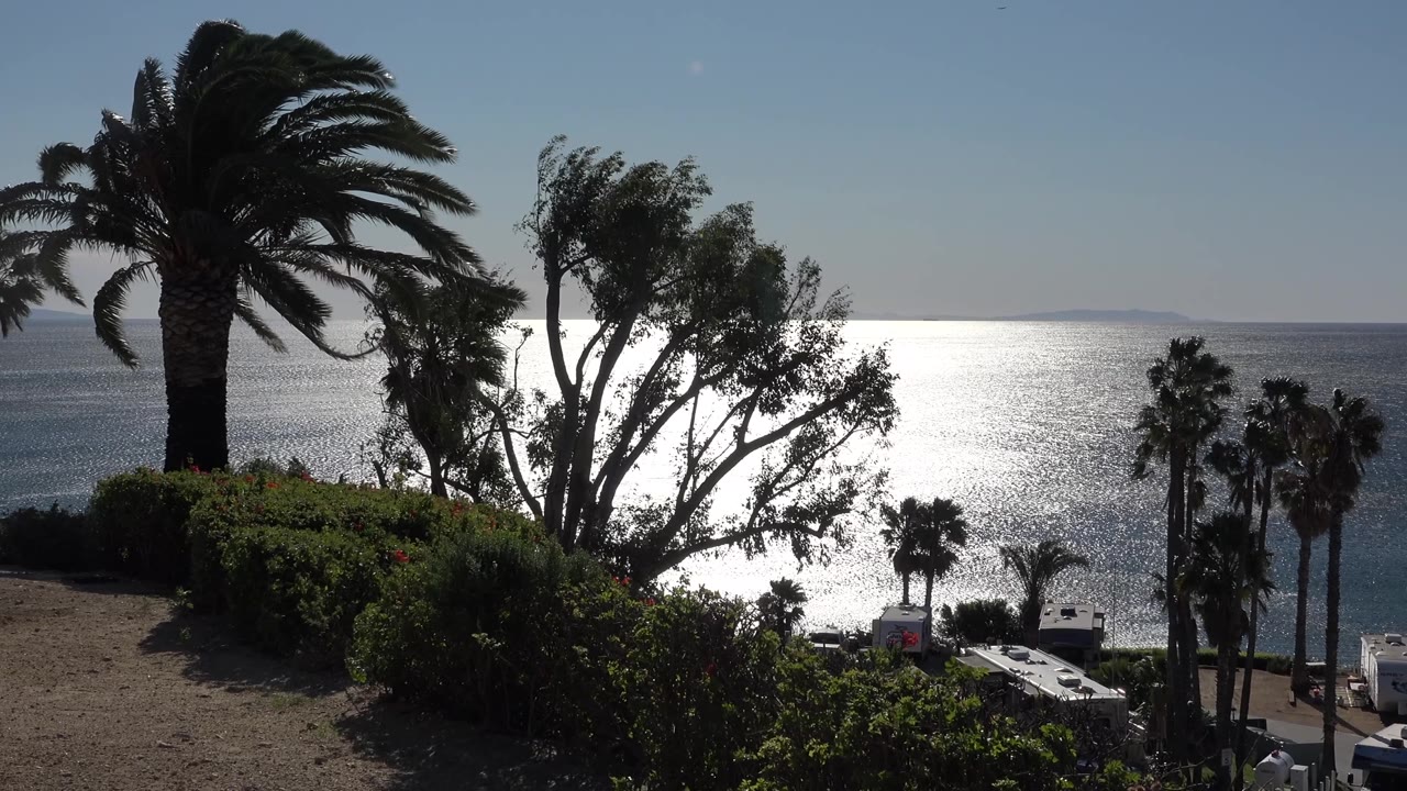 Malibu coastal view with the large palm shifted slightly in the composition, shrubs in the lower frame, and strong sunlight reflecting off the water, with no visible people.