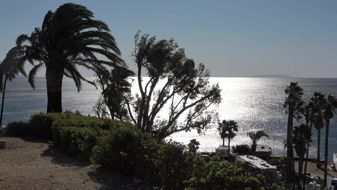 Palm trees and shrubs overlooking a bright ocean horizon.