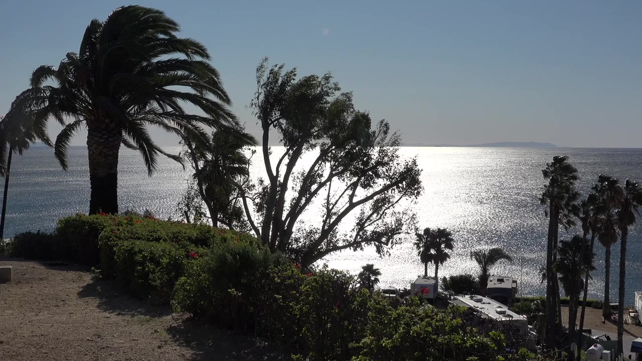 Malibu ocean view with the main palm centered left, a leafy tree crossing the bright water reflection, low shrubs, small distant vehicles, and no visible people.