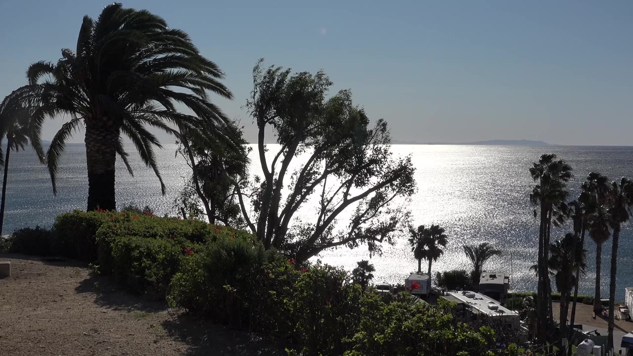 Malibu hillside frame with dark palm fronds at the upper left, a leafy tree over the silver ocean surface, shrubs below, and no visible people.