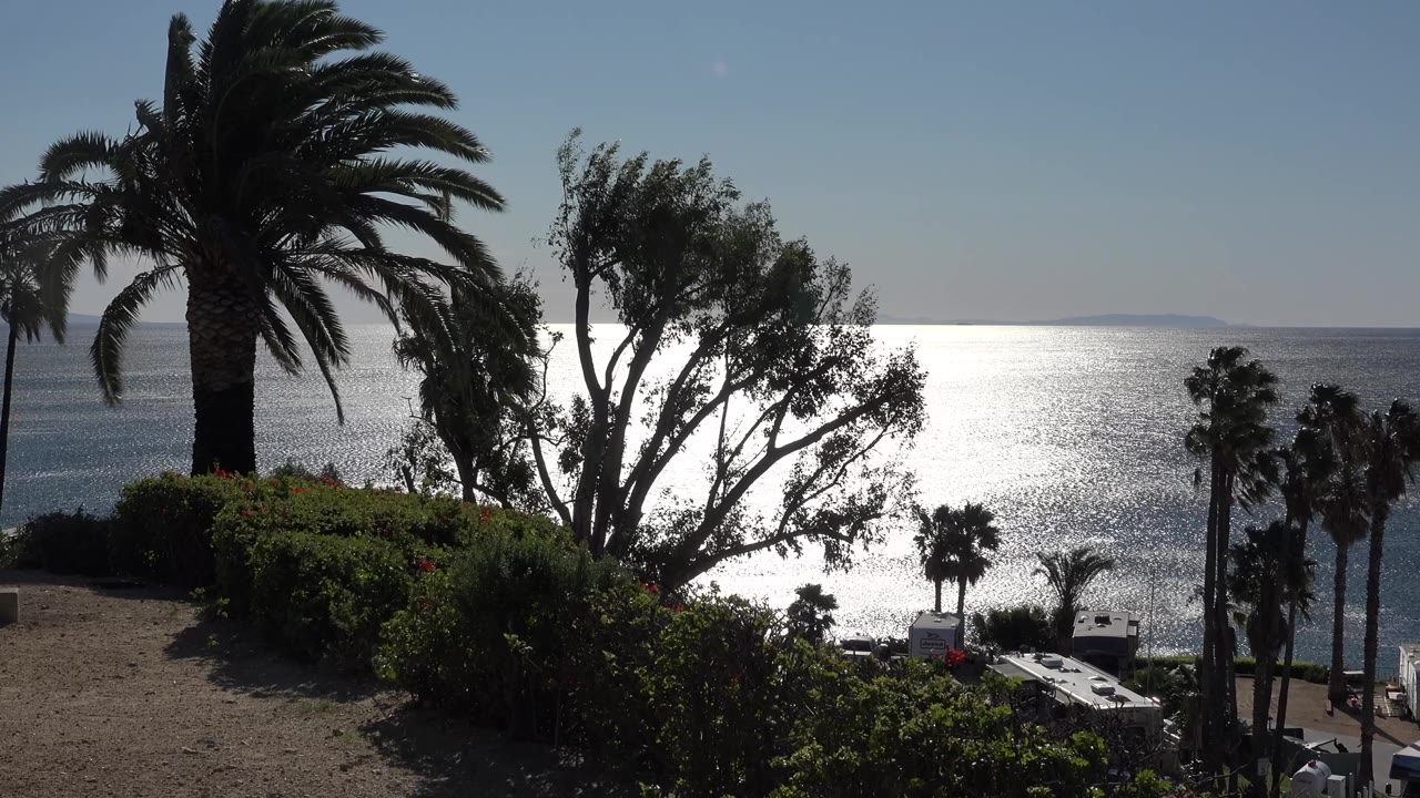 Malibu coastal overlook with a large palm on the left, a leafy tree leaning across the center, bright sea glare behind them, and no visible people.