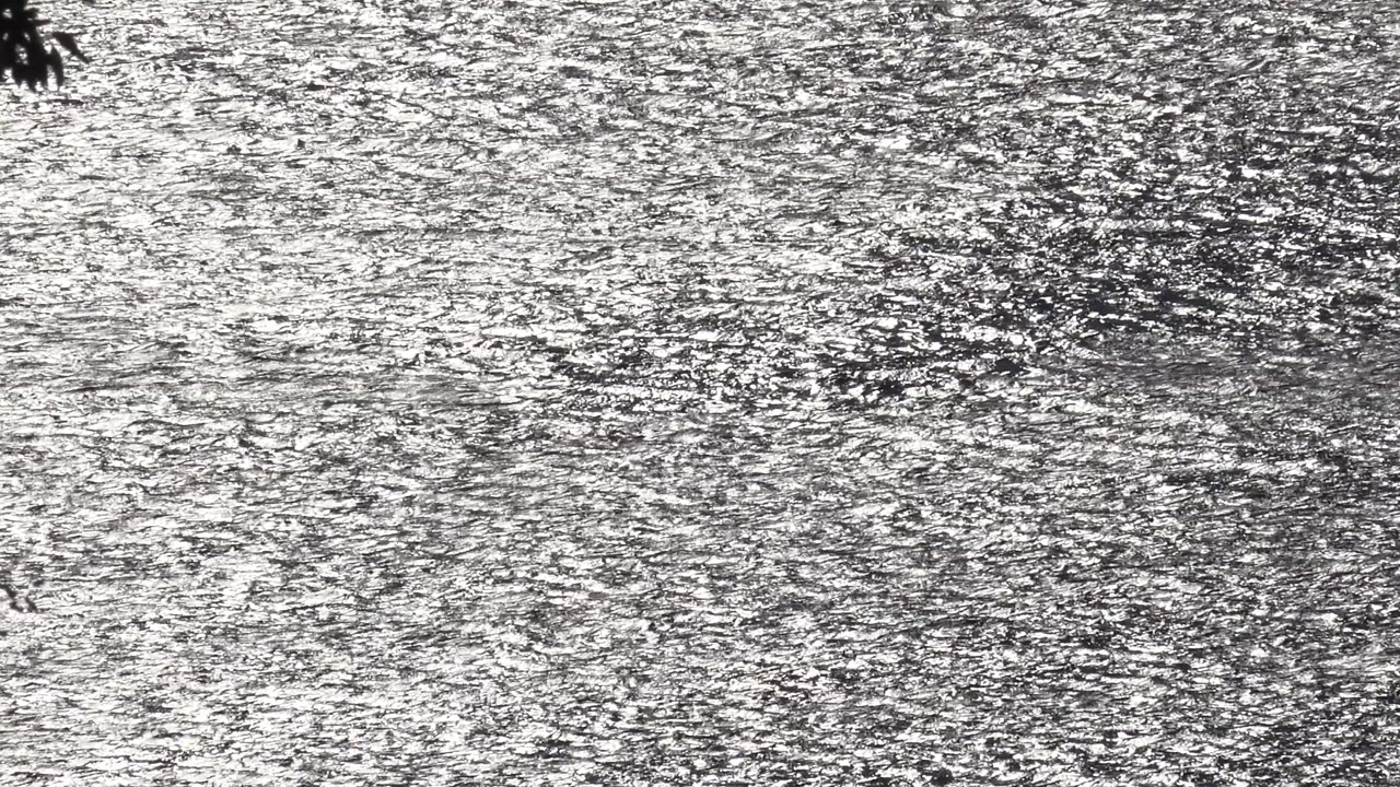 Reflective Malibu water fills the shot with dense silver ripples, darker patches on the surface, and a small cluster of leaves at the upper right, with no visible people.