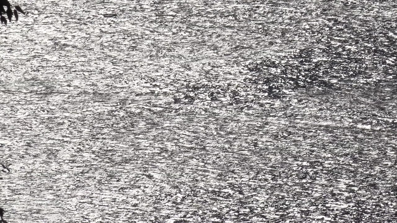 Malibu ocean water appears as bright silver texture with dark leaf silhouettes along the left and upper edges and a small distant bird shape over the water, with no visible people.