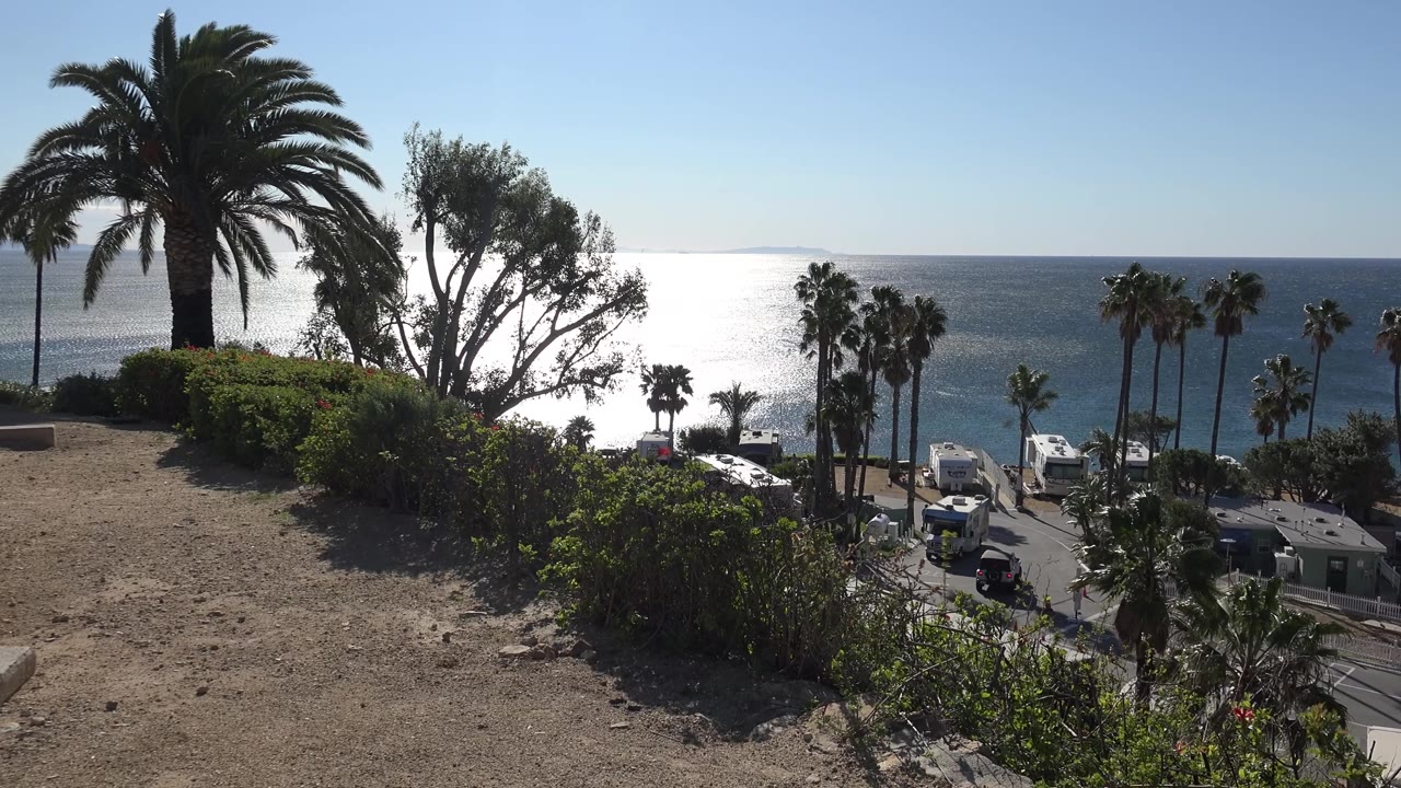Coastal palms and shrubs above a road with parked beach vehicles and ocean beyond.