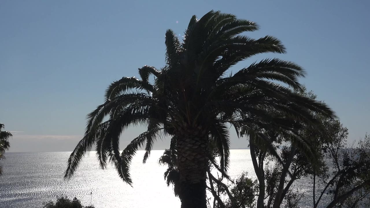 A large palm tree in dark silhouette stands against blue sky and bright ocean glare in Malibu, California, with no visible people.