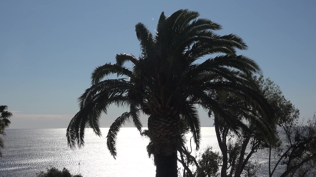 A dark palm canopy spreads across the upper frame above a bright strip of ocean in Malibu, California, with no visible people.