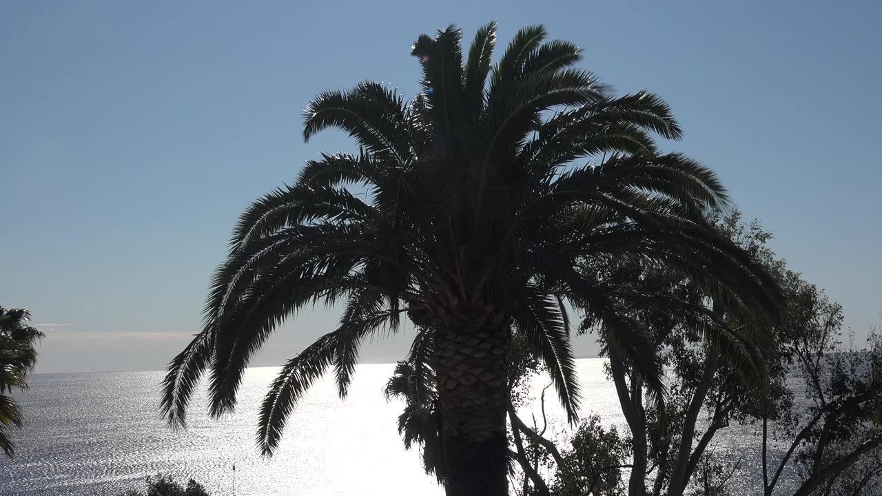 At 0:00, a large silhouetted palm in Malibu stands against a pale blue sky and bright ocean glare, with no visible people.