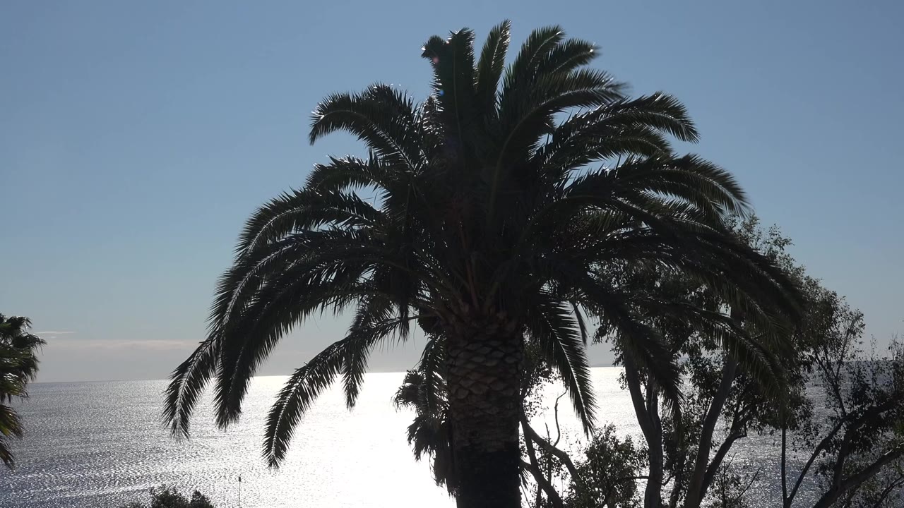 At 0:01, the palm crown sits near the center of the Malibu frame while silver ocean light spreads behind the trunk and fronds, with no visible people.