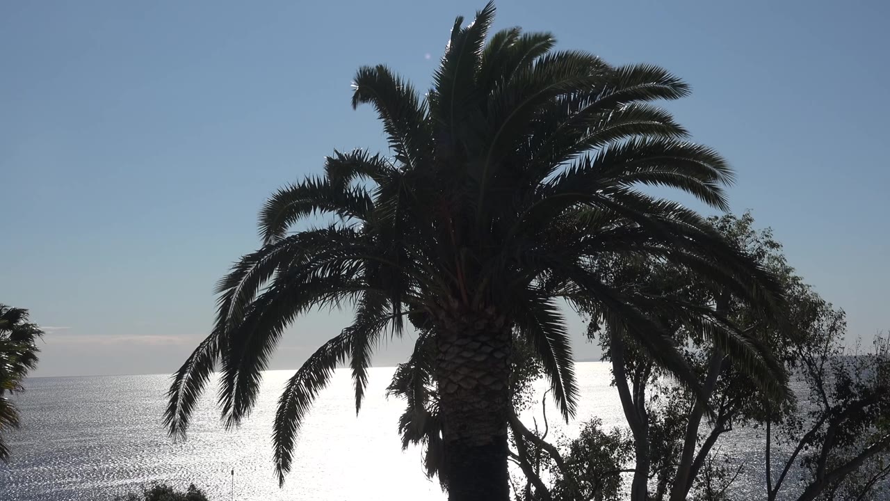 At 0:02, the large Malibu palm shifts toward the right side of the composition, with smaller trees and a bright ocean band visible behind it, with no visible people.