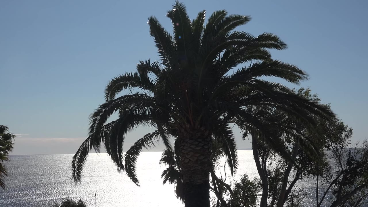 At 0:03, the palm trunk appears left of center in the Malibu shot, with fronds crossing the sky and bright water below the horizon, with no visible people.