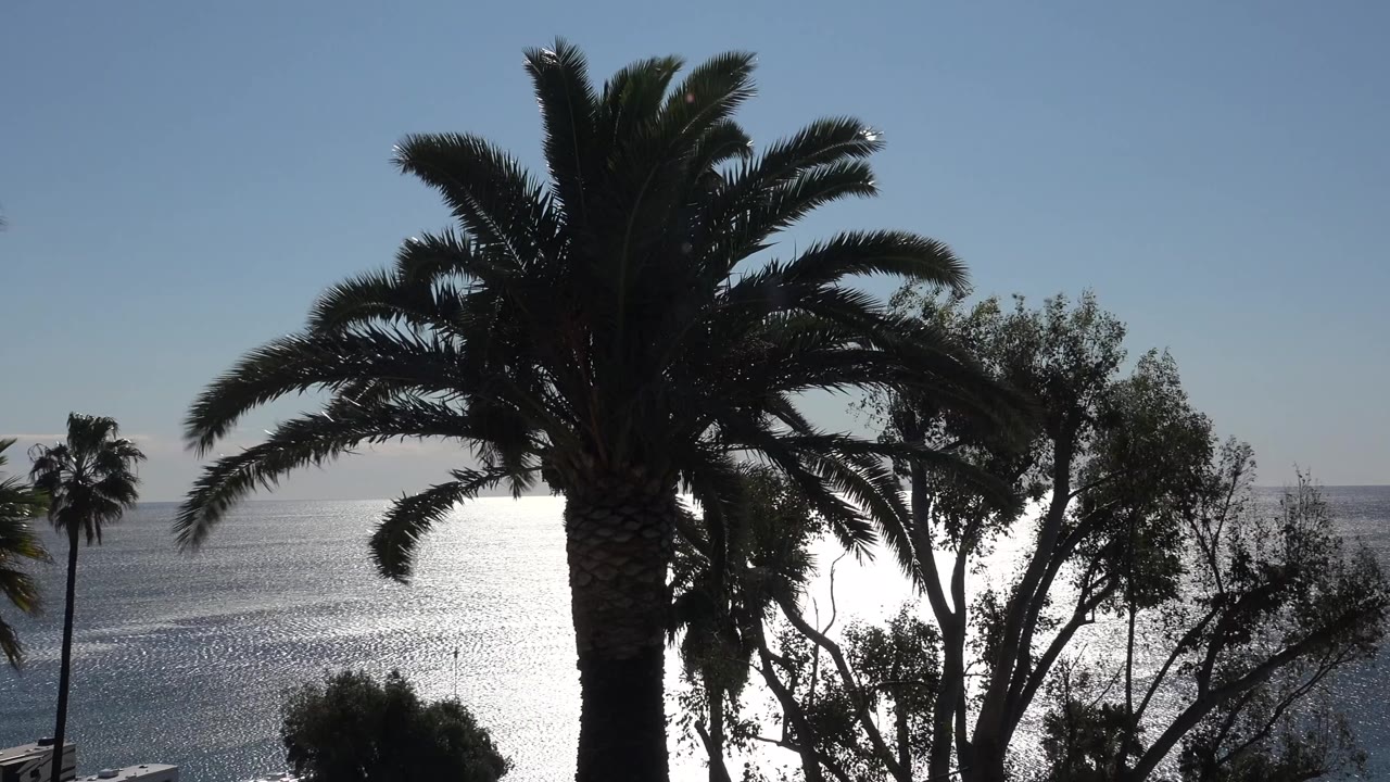 Backlit palm trees beside a bright ocean horizon.