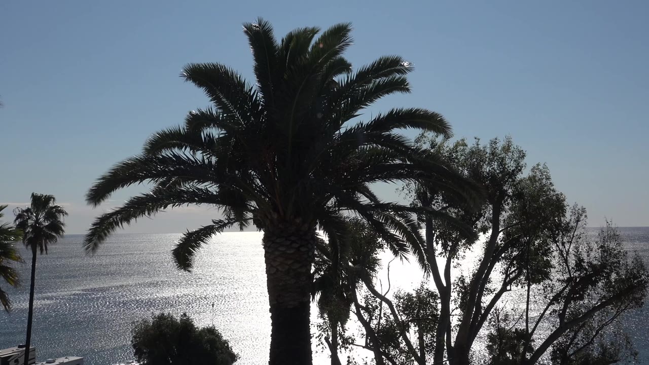 The central palm remains in dark silhouette against the reflective Malibu ocean, with a smaller palm near the horizon and no visible people.