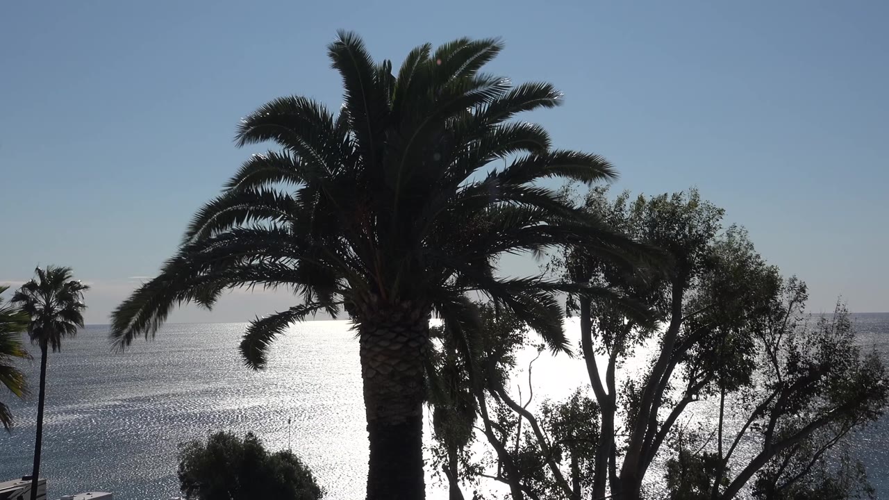 Palm fronds spread across the upper frame while a leafy tree cuts into the bright ocean reflection in Malibu, California, with no visible people.