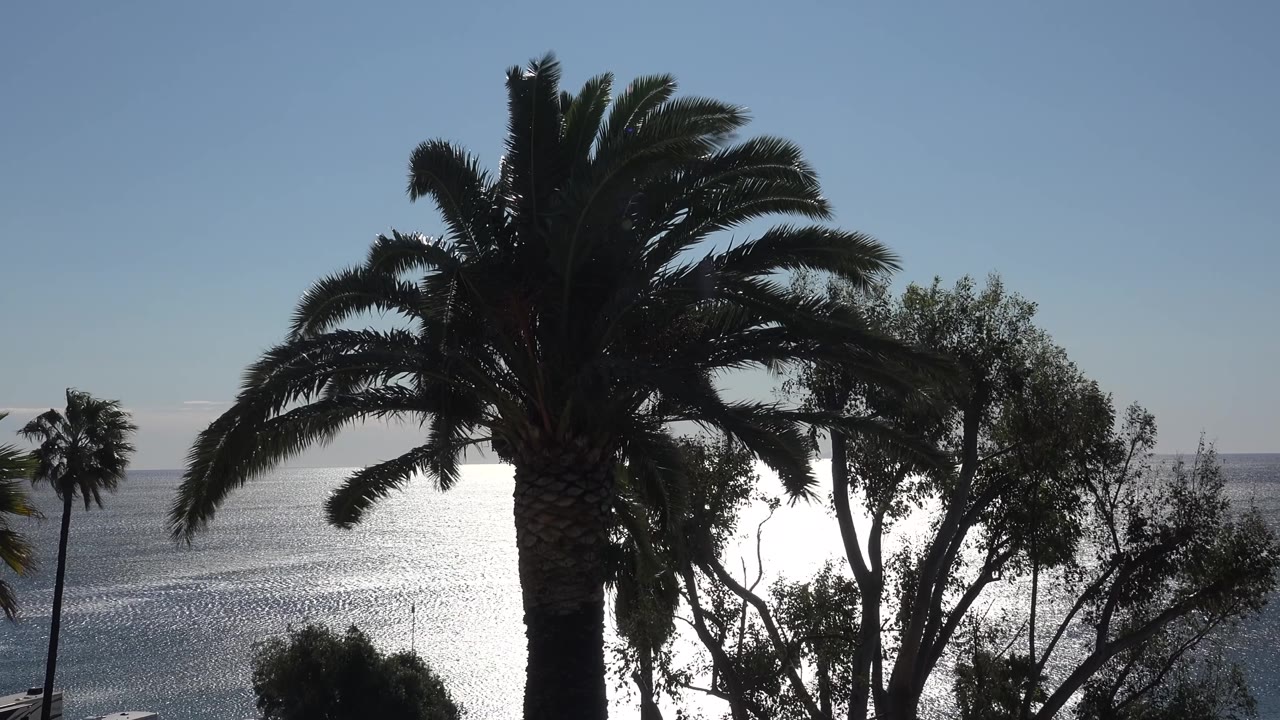 A windblown palm dominates the foreground, with the Malibu ocean and a distant horizon behind the surrounding trees and no visible people.