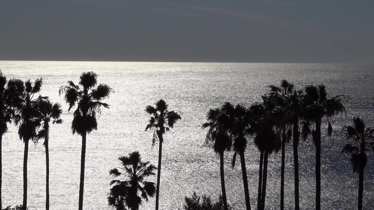 Dark palm trunks and wind-shaped fronds frame shimmering ocean water in Malibu, California, with no visible people.