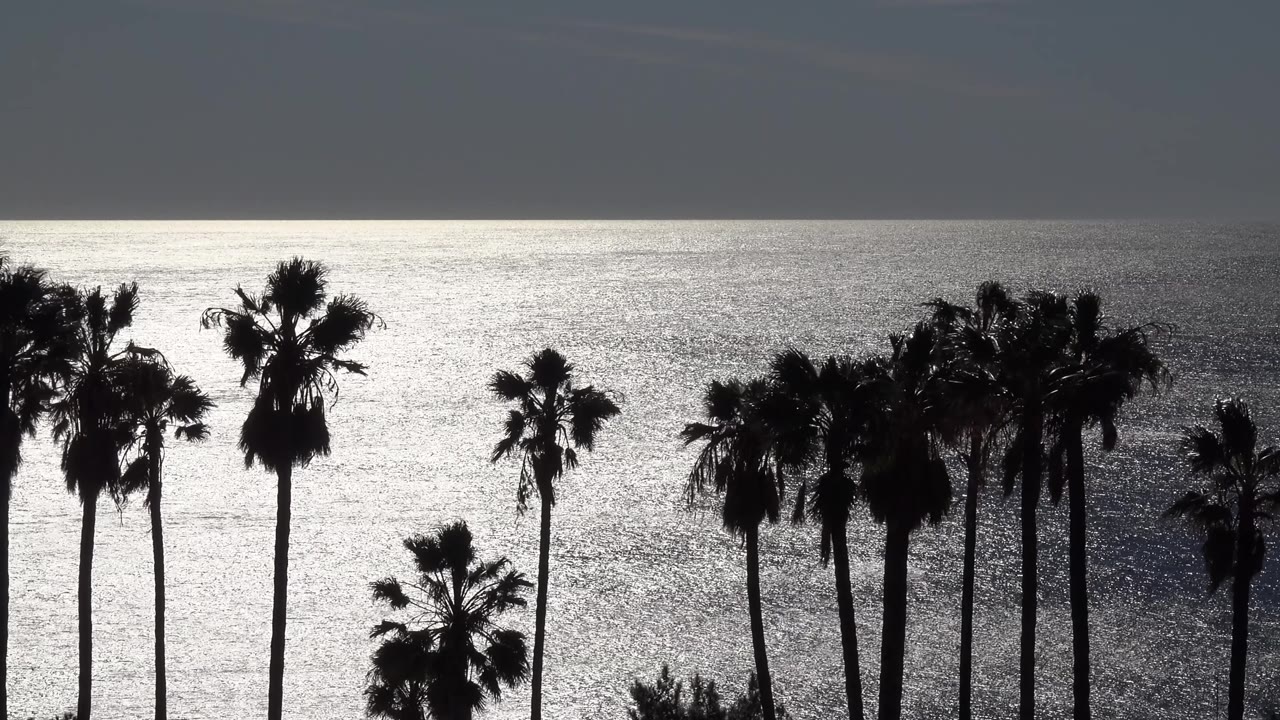 A denser cluster of palm trees crosses the sunlit ocean view in Malibu, California, with bright water texture and no visible people.