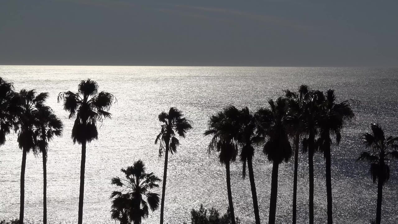 At 0:01 in Malibu, a cluster of palm crowns and trunks stands dark against the reflective ocean surface, with no visible people.