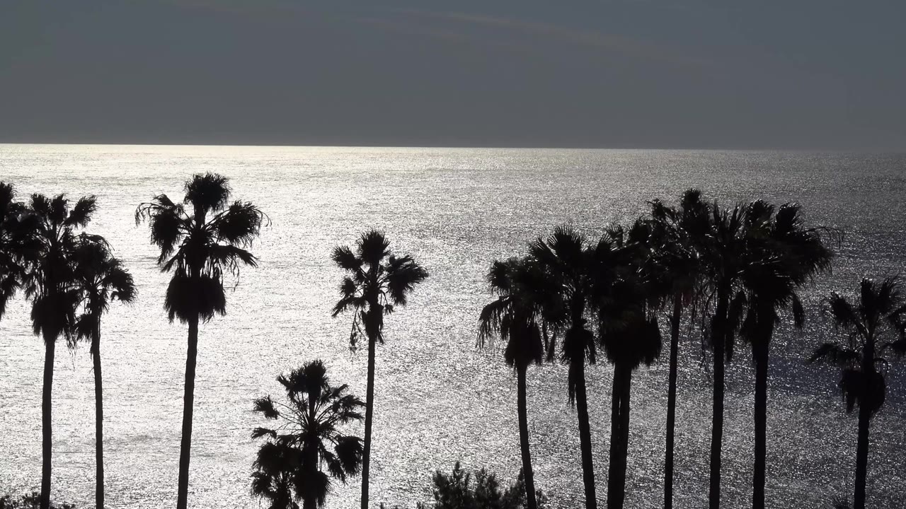 At 0:03 in Malibu, several tall palm trunks and crowns cut across the reflective ocean and muted horizon, with no visible people.