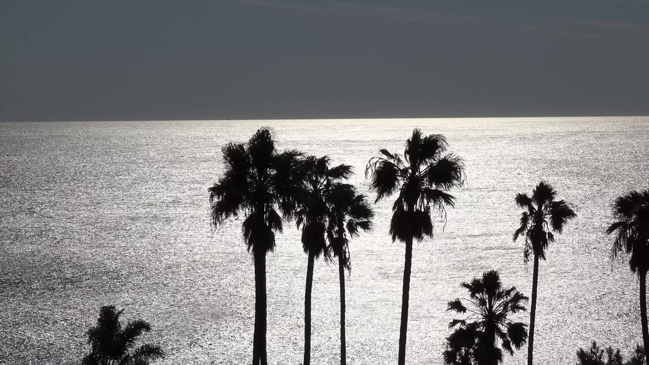 Malibu palms remain silhouetted as the ocean surface behind them shows a bright silver reflection and a level horizon, with no visible people.