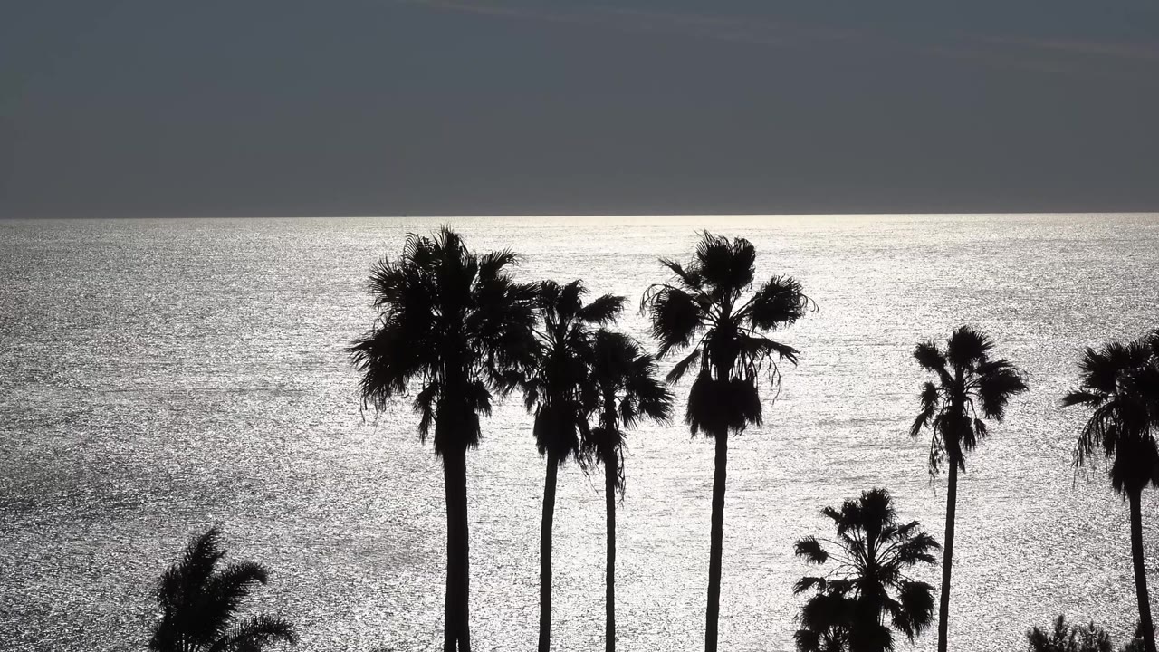 A clustered group of Malibu palm crowns appears as dark shapes over reflective ocean water under a gray upper sky, with no visible people.