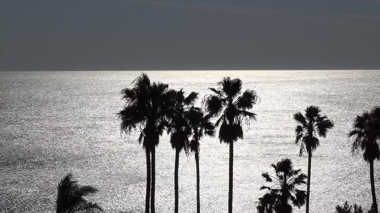 Malibu palm silhouettes fill the lower frame while bright ocean texture and a dark sky band sit behind them, with no visible people.