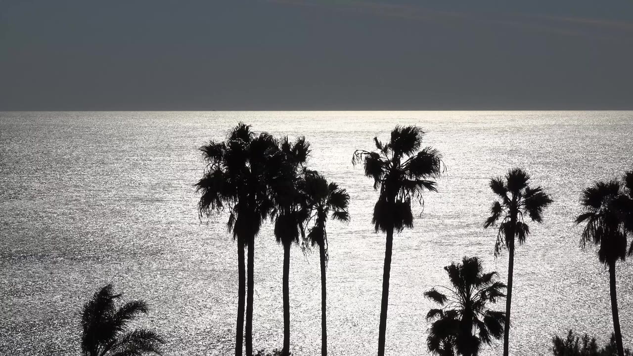 Wind-shaped palms silhouetted over reflective ocean water.