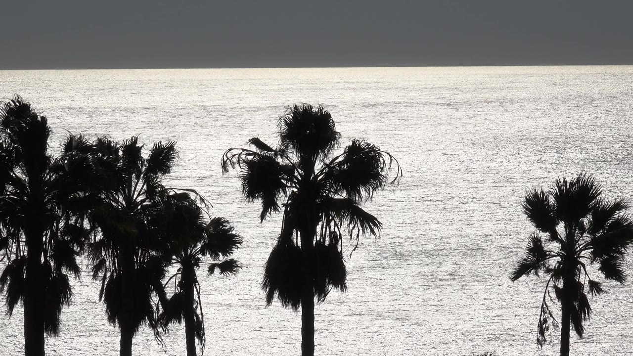 Black and white Malibu view with a tall central palm and smaller palms beside it set against rippled ocean glare, no visible people.