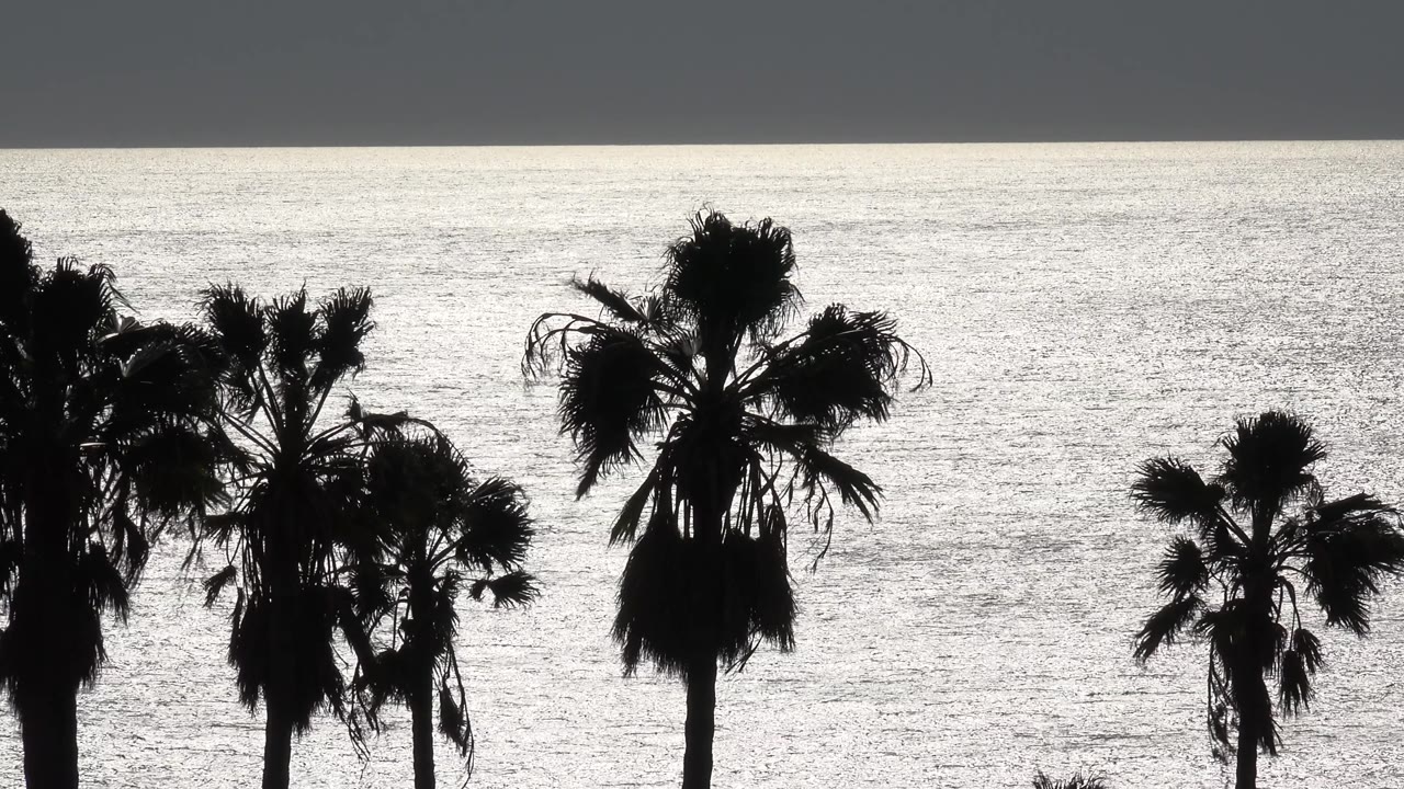 Black and white Malibu frame with multiple palm crowns spread across the foreground and a pale ocean surface behind them, no visible people.