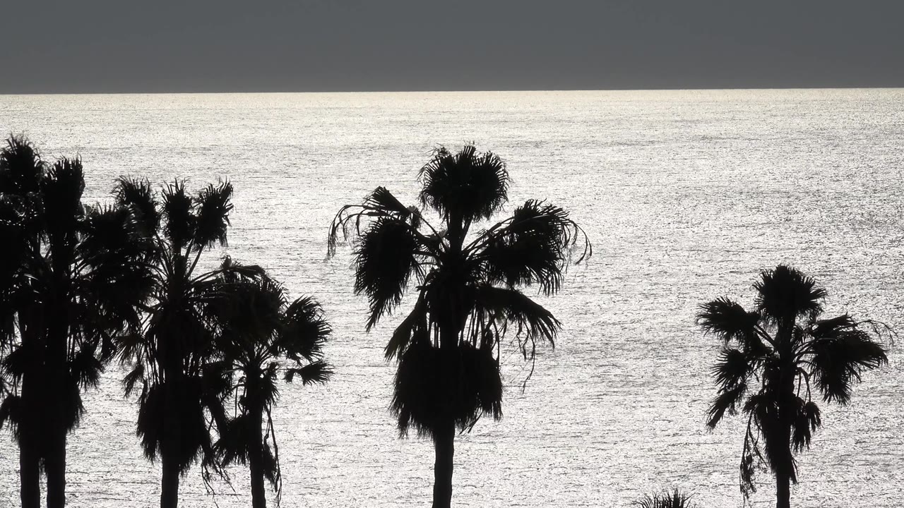 Black and white Malibu frame with denser palm silhouettes across the foreground and bright textured ocean filling the distance, no visible people.