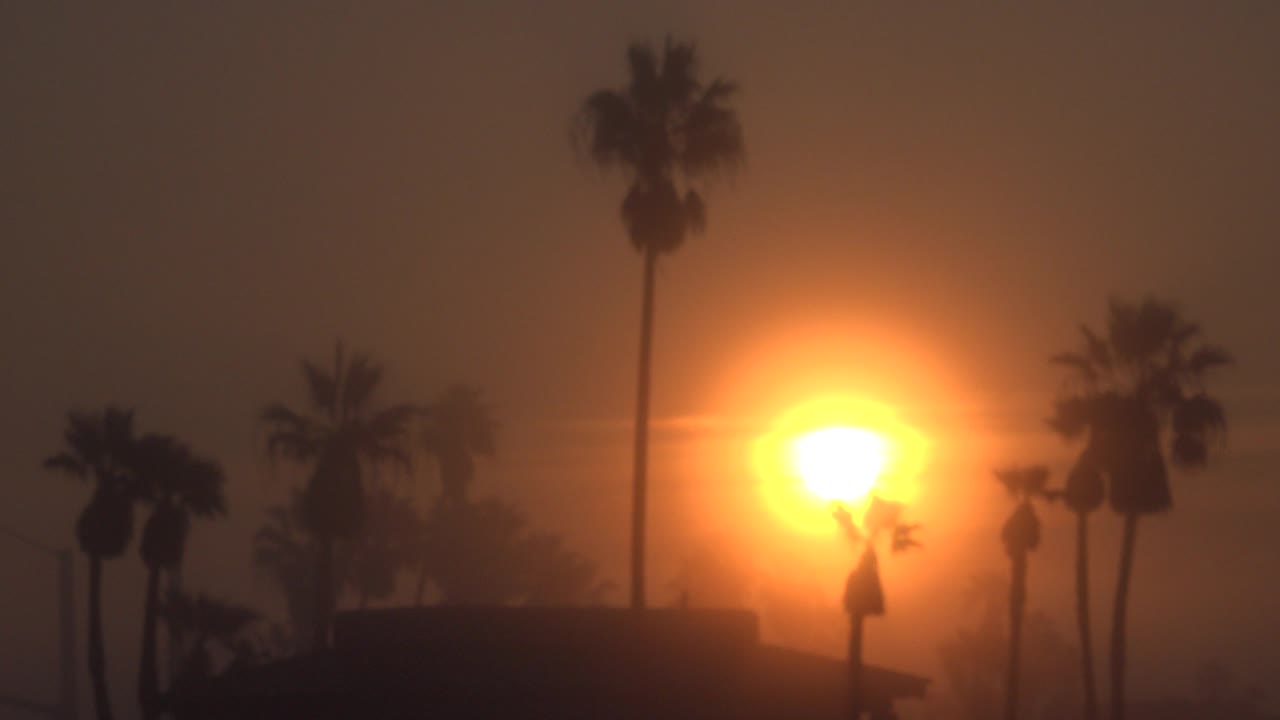 Low orange sun behind silhouetted palm trees and a dark roofline.