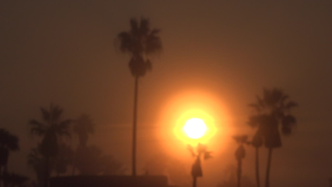 Hazy sunset with palm trees crossing the sun.