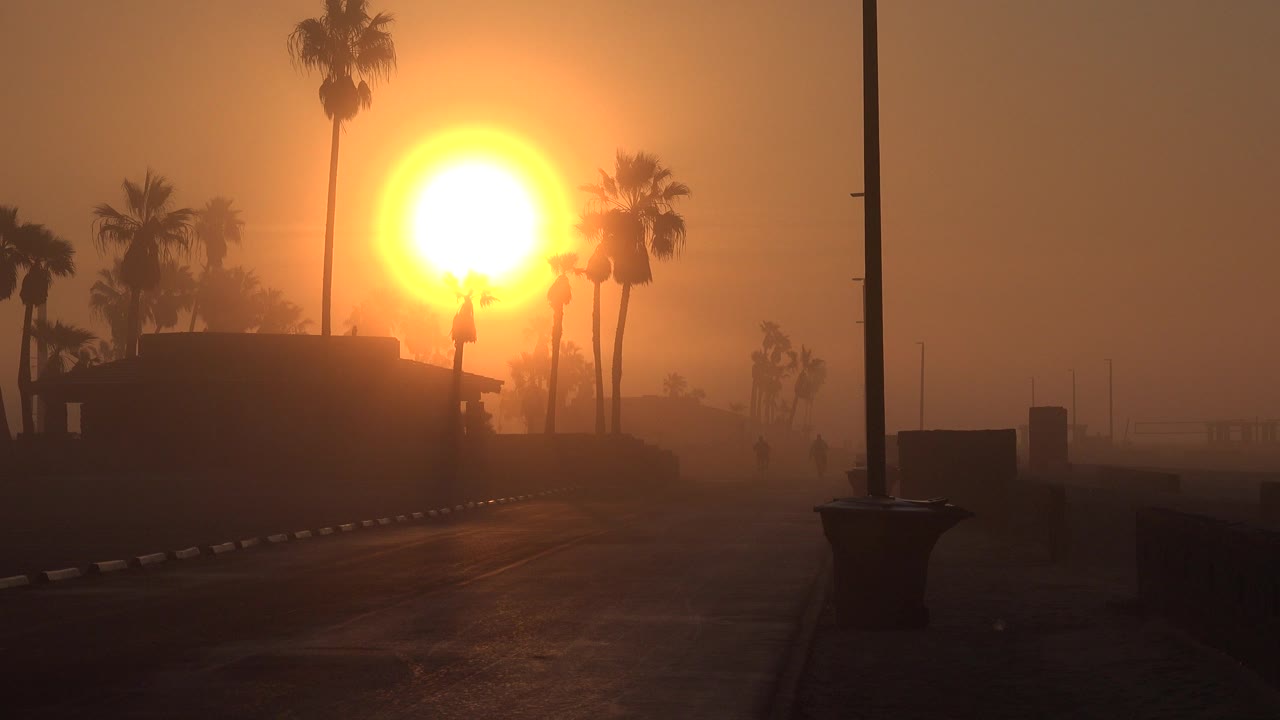 Foggy sunset with palm trees over a dark paved path.