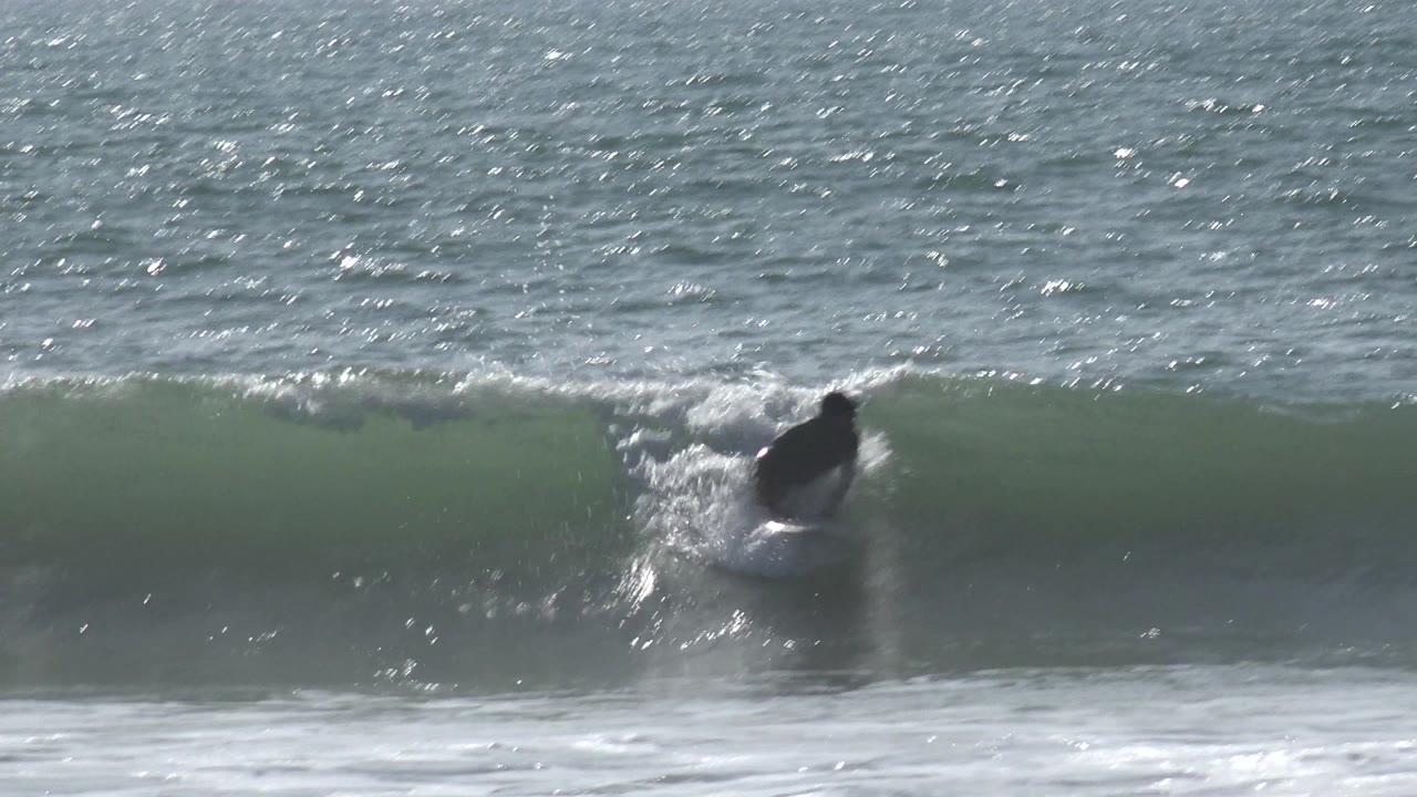 At Huntington Beach, California, a young surfer in a dark wetsuit is partly obscured as a green wave rises across the frame.