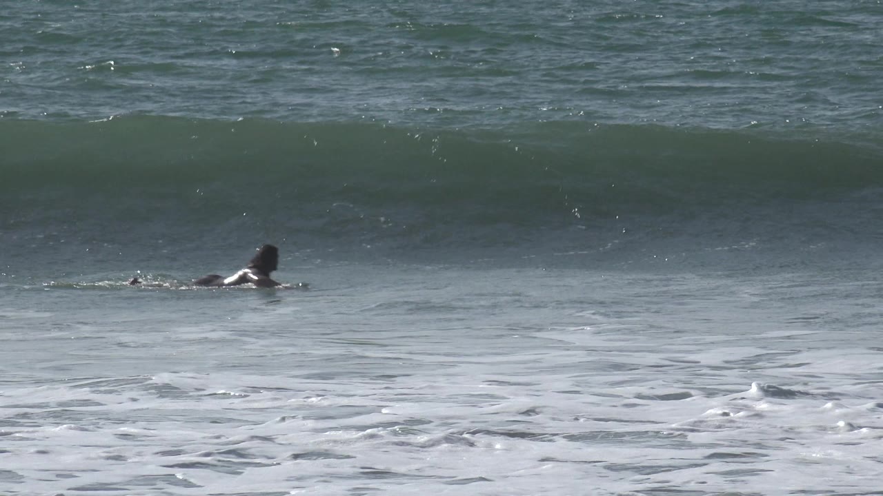 At Huntington Beach, California, a distant surfer in dark gear paddles across foamy water as a green wave begins to rise behind him.