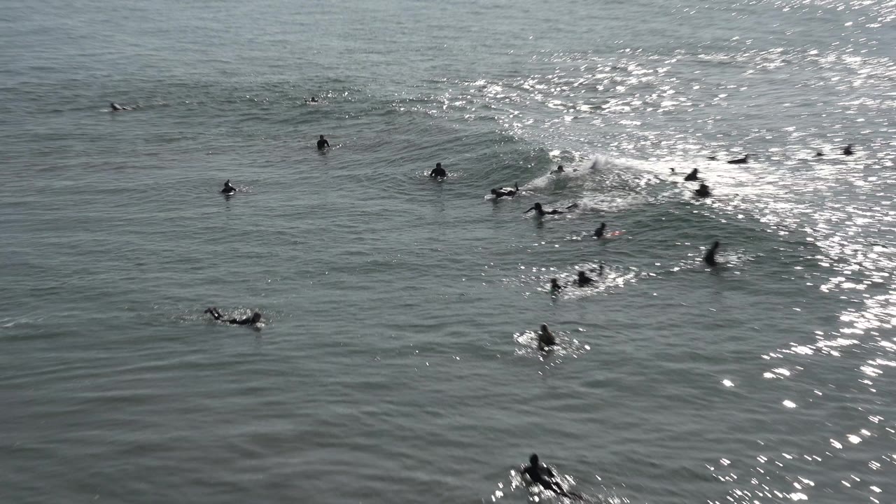 Wide view of several surfers in dark wetsuits spread across sun-glared ocean water at Huntington Beach, California.