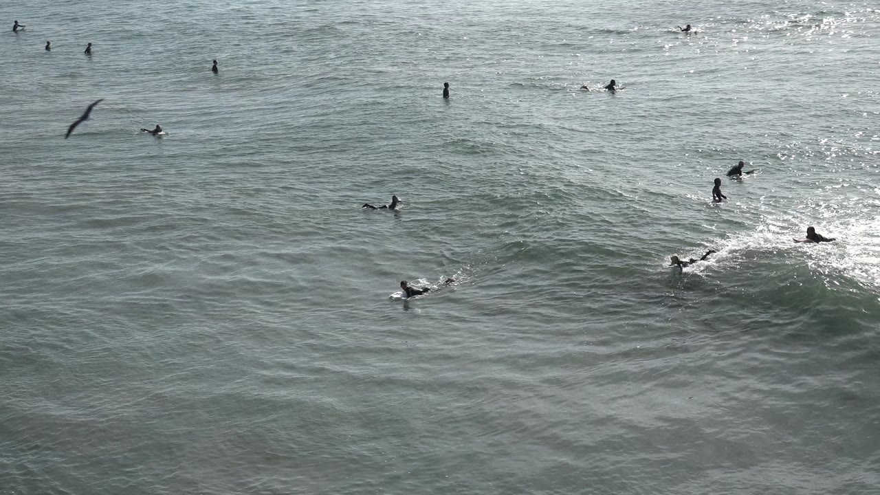 Wide Huntington Beach ocean view with several distant surfers in dark wetsuits, a rising green-gray wave, bright white foam, and a bird crossing the upper left of the frame.