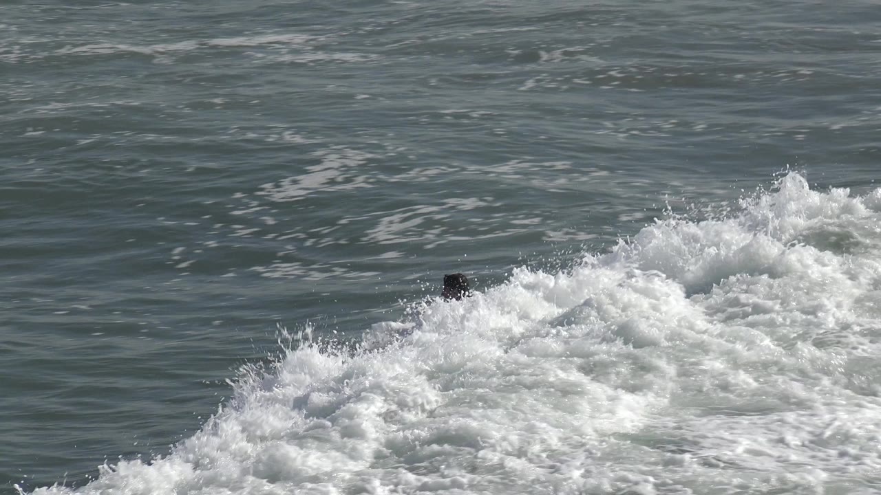 At Huntington Beach, California, a surfer is barely visible behind a breaking whitewater wave with gray-green ocean stretching behind him.