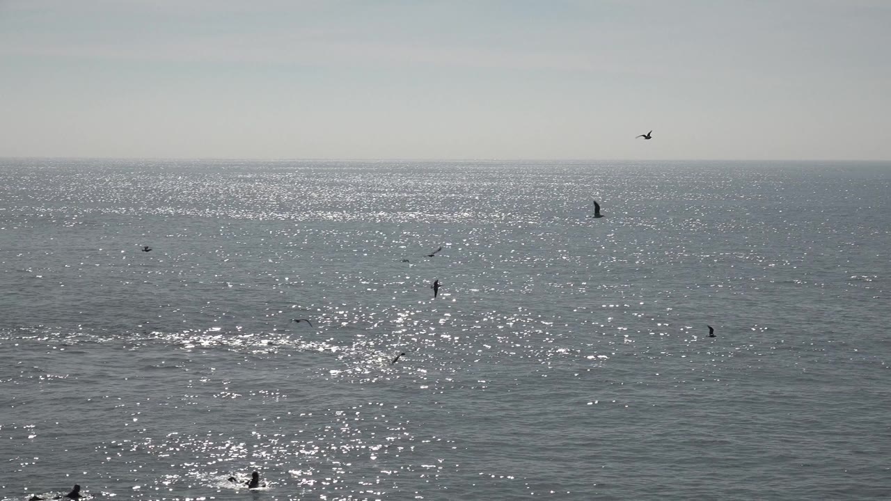 Seabirds fly over a gray ocean with sunlight sparkling on the water.