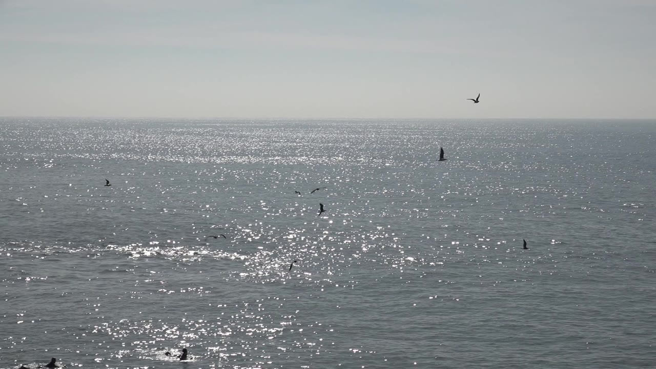 Several small seabirds are spread across the sky and water at Huntington Beach, California, with strong reflected light on the sea and no visible people.