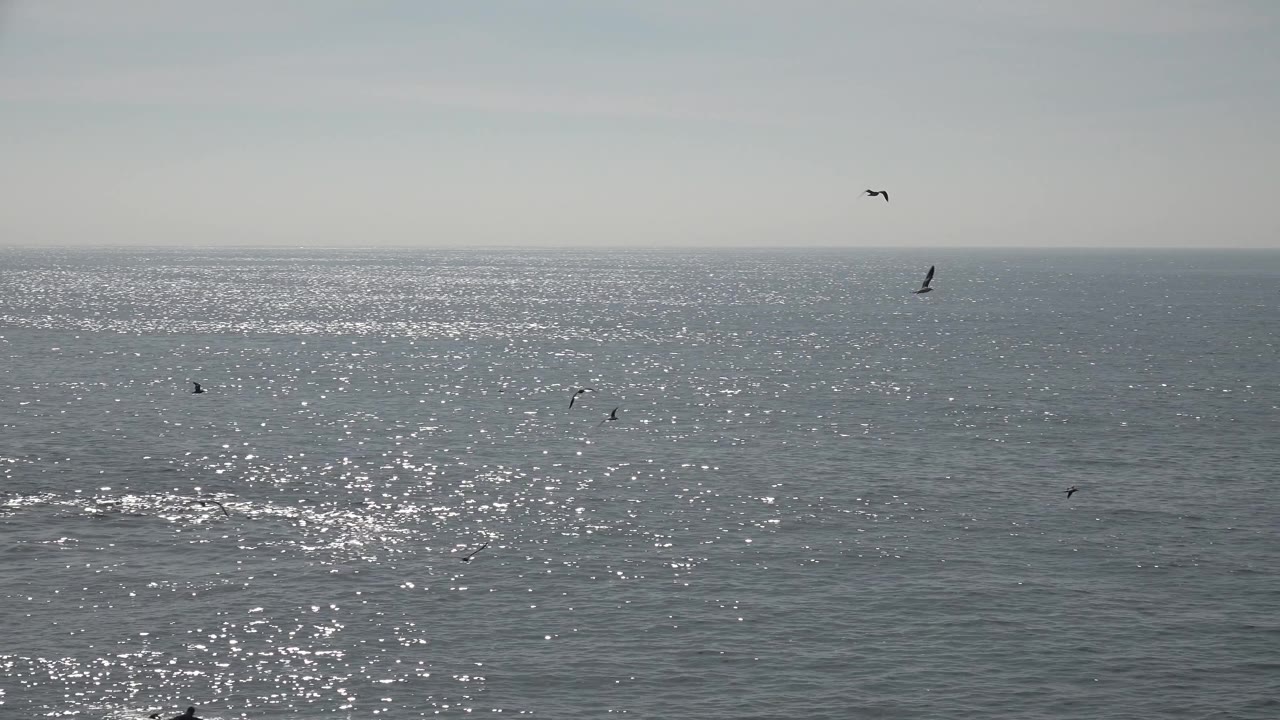 A wide Huntington Beach ocean frame shows scattered distant seabirds, muted gray water, a pale sky, and no visible people.