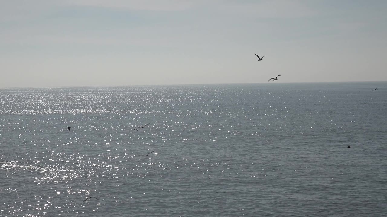 At Huntington Beach, California, two larger seabirds appear higher in the frame over a wide glittering ocean surface, with no visible people.