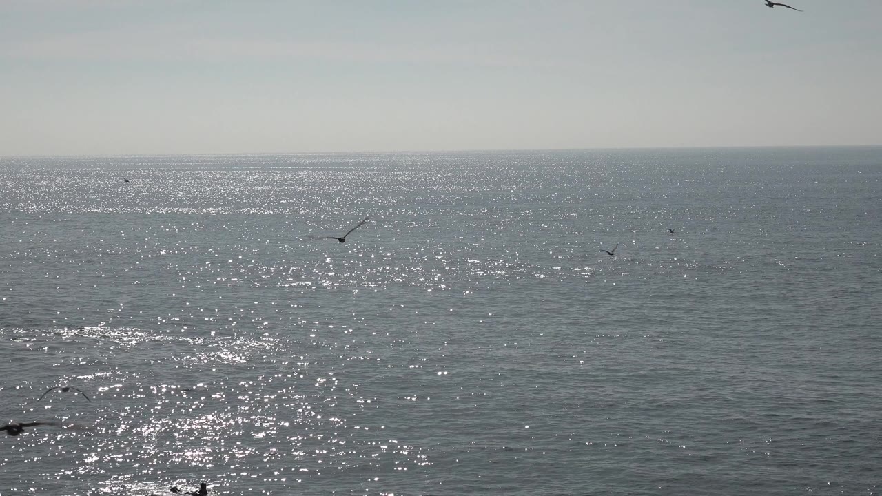 Small birds flying over a shimmering ocean horizon
