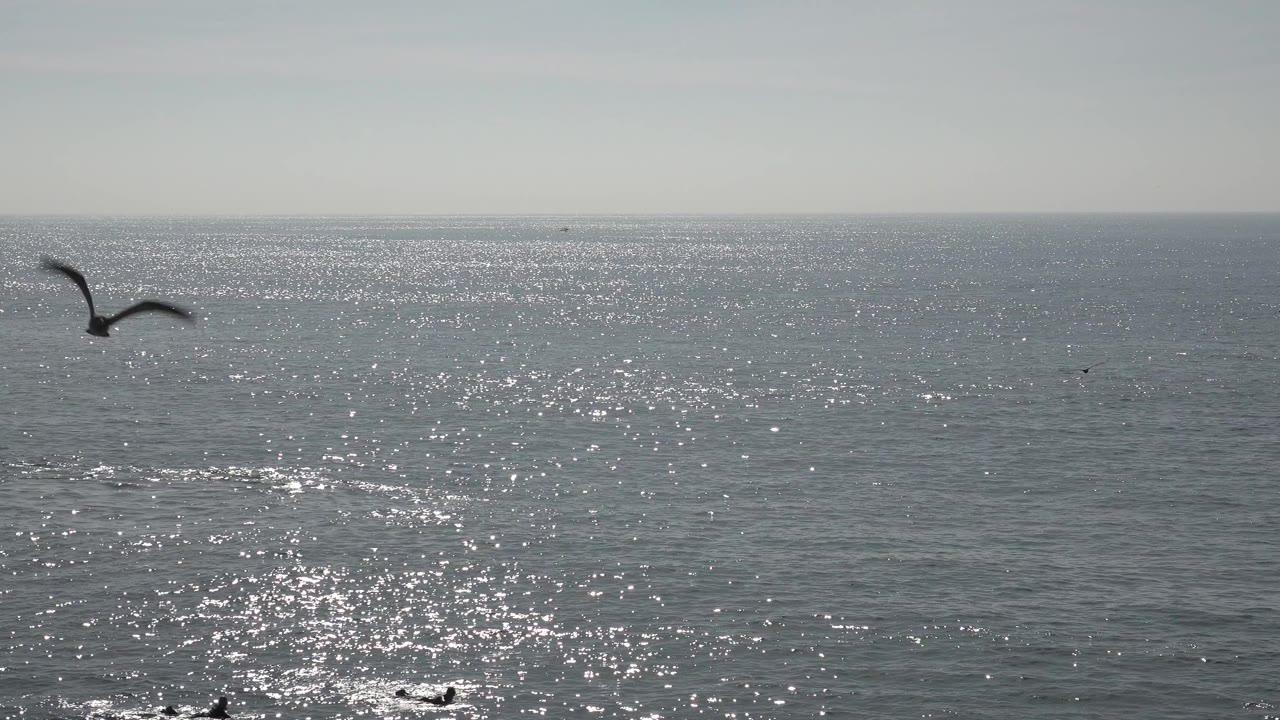 A dark bird passes close to the left edge over the glittering Huntington Beach ocean, with distant birds and no visible people.