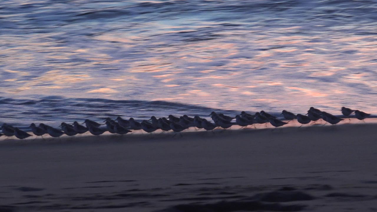 A flock of shorebirds stands in a low line on wet sand at Huntington Beach as blue surf and pink reflected light fill the background, with no visible people.
