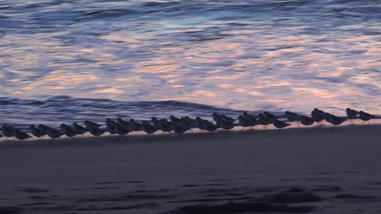 Flock of birds stretches across the shoreline as a wave rolls behind.