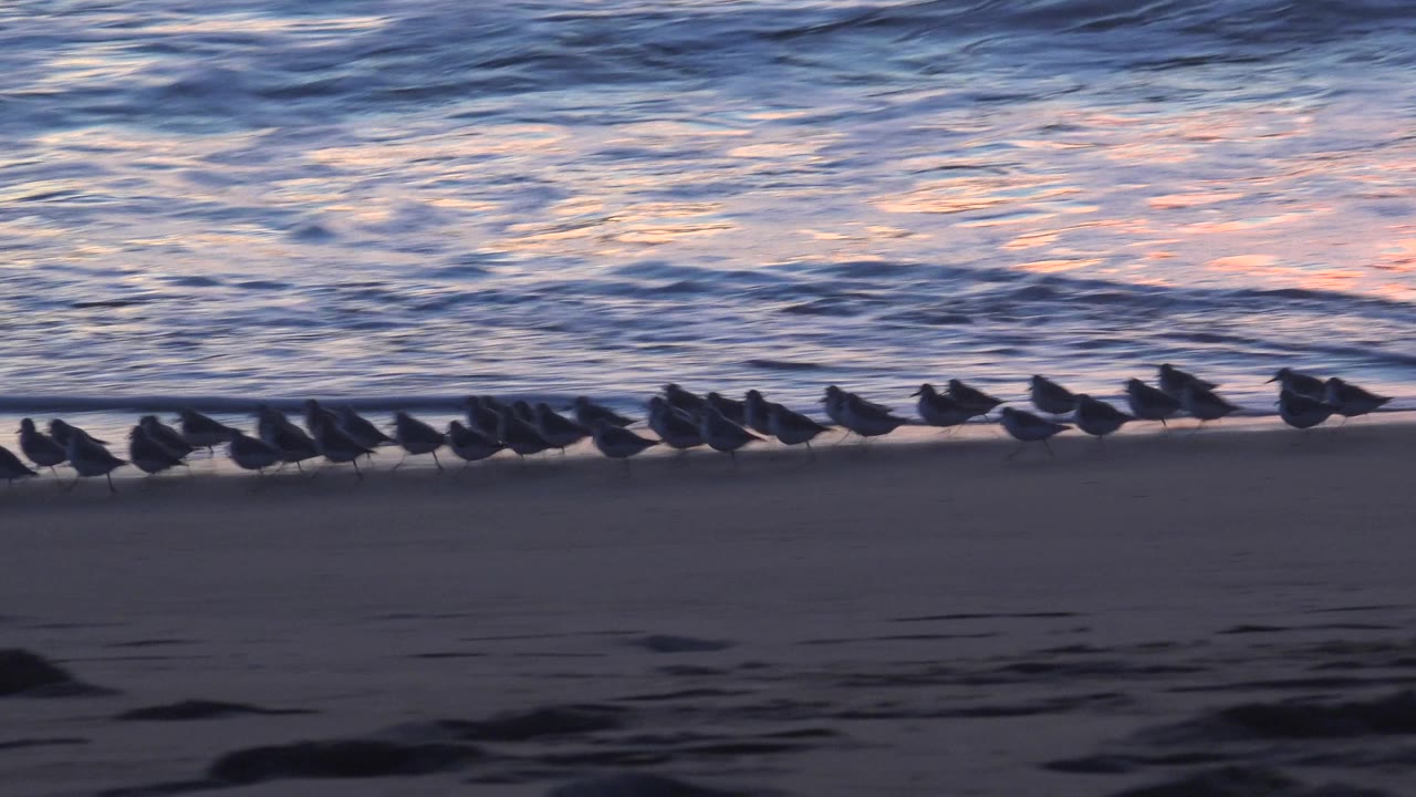 Shorebirds cluster along the edge of the water at Huntington Beach with textured blue surf and a band of warm reflected light behind them, with no visible people.